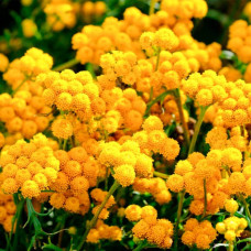 Насіння лонаса «Гірське золото»