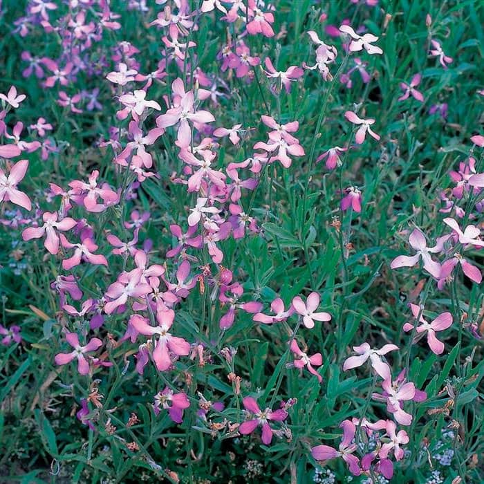 Насіння матіоли «Нічна фіалка»