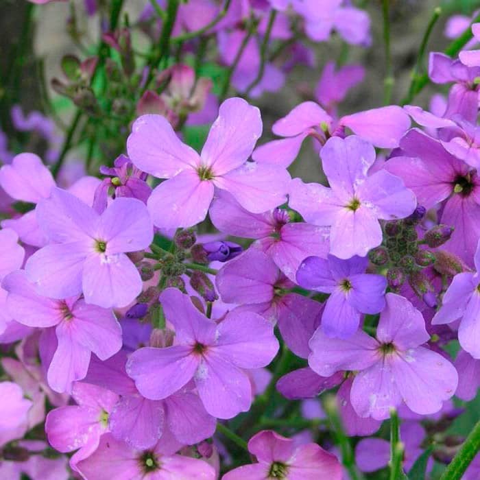 Насіння матіоли «Нічна фіалка»