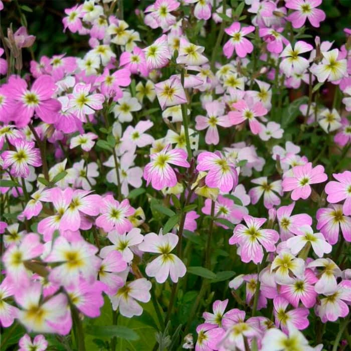 Насіння матіоли «Вечірній аромат»