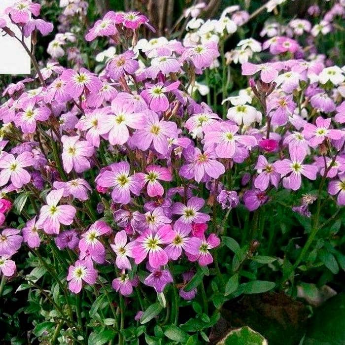 Насіння матіоли «Вечірній аромат»