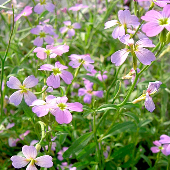 Насіння матіоли «Вечірній аромат»