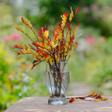 Насіння міни «Іспанський прапор»