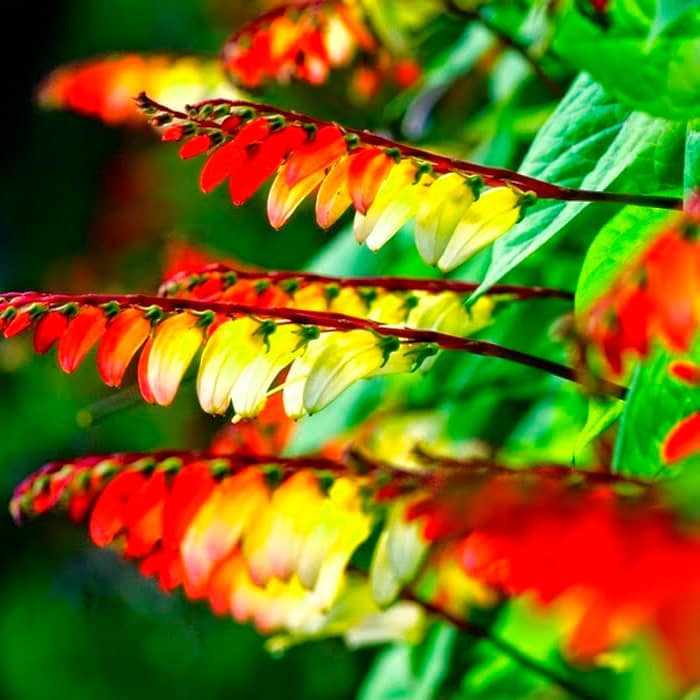 Насіння міни «Іспанський прапор»