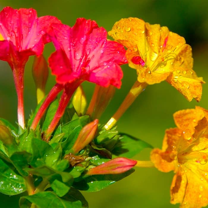 Суміш насіння мірабіліса «Нічна красуня»