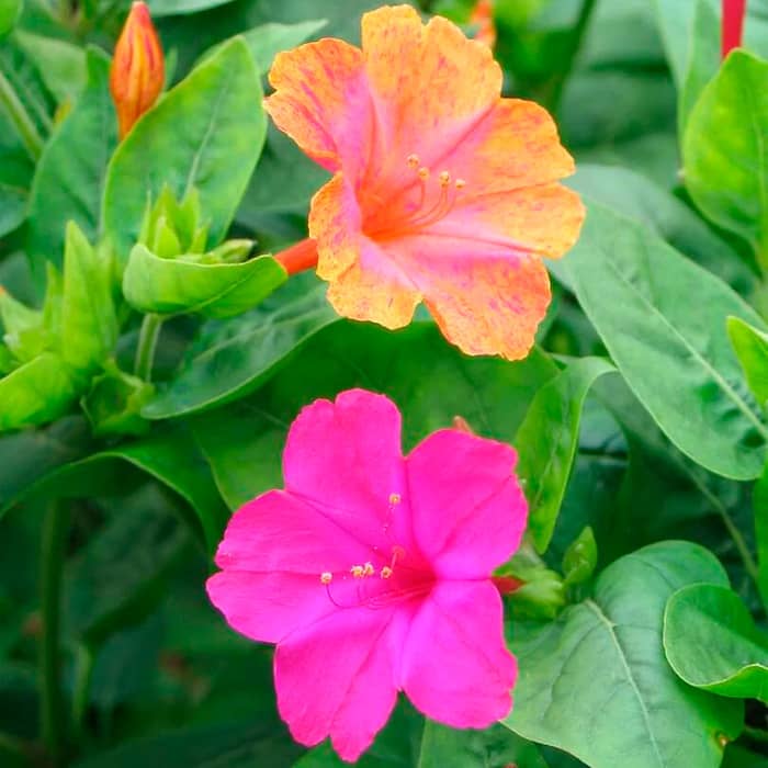 Суміш насіння мірабіліса «Нічна красуня»