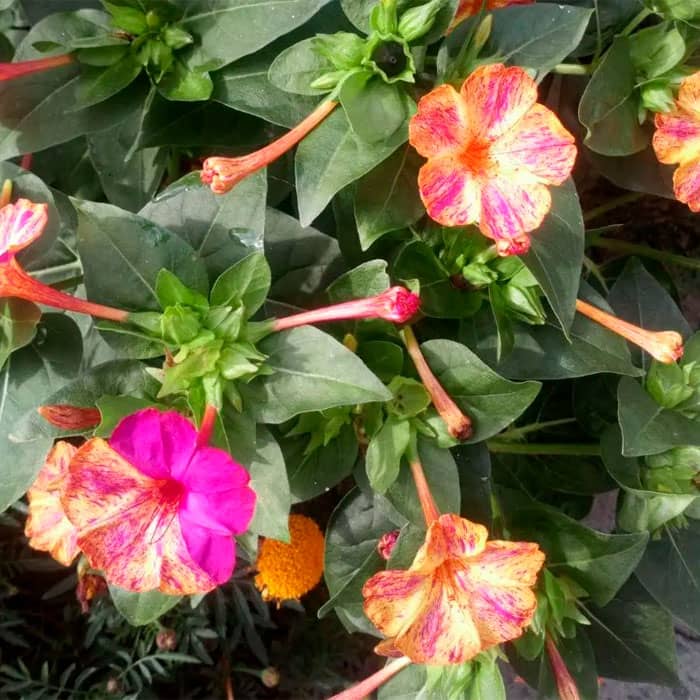 Суміш насіння мірабіліса «Нічна красуня»