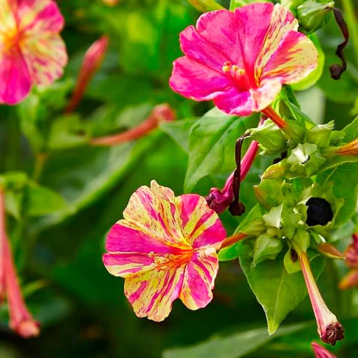 Суміш насіння мірабіліса «Нічна красуня»