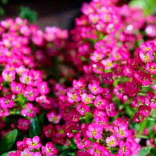 Насіння алісуму «Гірська казка»