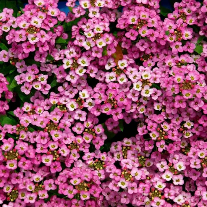 Насіння алісуму «Гірська казка»