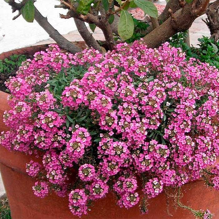 Насіння алісуму «Гірська казка»