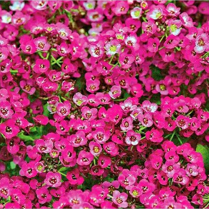 Насіння алісуму «Гірська казка»