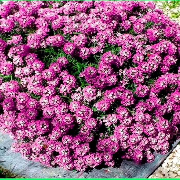 Насіння алісуму «Гірська казка»