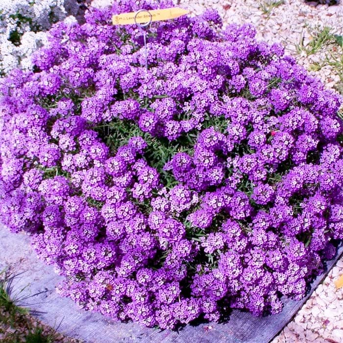 Насіння алісуму «Східна ніч»