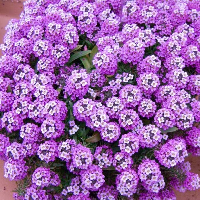 Насіння алісуму «Східна ніч»