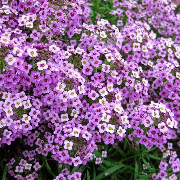 Насіння алісуму «Східна ніч»