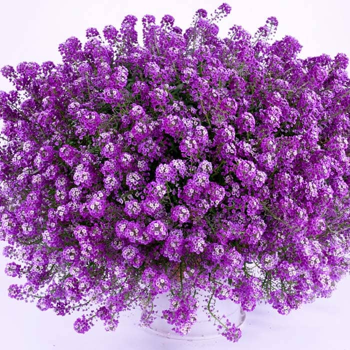 Насіння алісуму «Східна ніч»