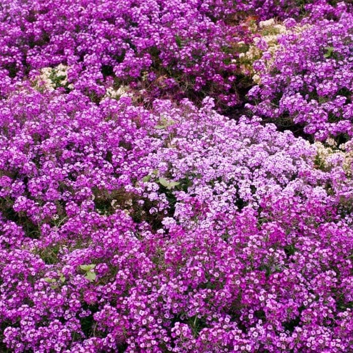 Насіння алісуму «Східна ніч»