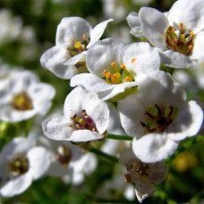 Насіння алісуму «Сніговий килим»