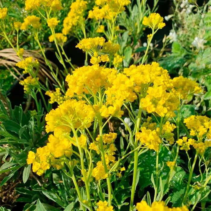 Насіння алісуму «Золотий розсип»