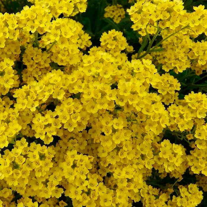 Насіння алісуму «Золотий розсип»