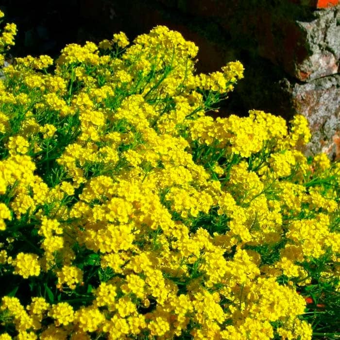 Насіння алісуму «Золотий розсип»