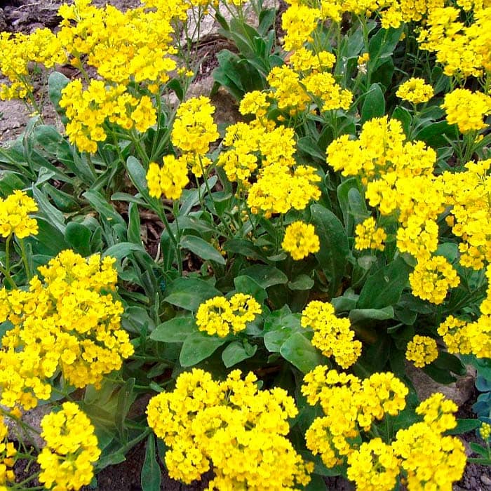 Насіння алісуму «Золотий розсип»