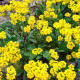 Насіння алісуму «Золотий розсип»