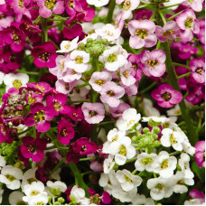 Насіння однорічного алісума «Ейфорія-MIX» 0,25 г