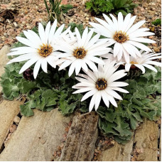 Насіння однорічного арктотіса «Капучіно» 0,15 г