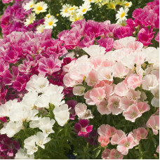 Насіння однорічної годеції «Виставка азалій» 0,2 г