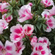Насіння однорічної годеції «Виставка азалій» 0,2 г