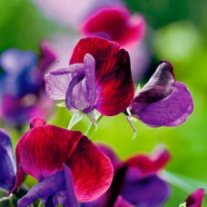 Насіння горошку запашного «Морський прапор»