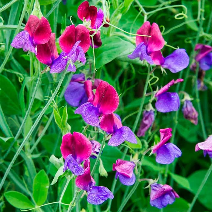 Насіння горошку запашного «Морський прапор»