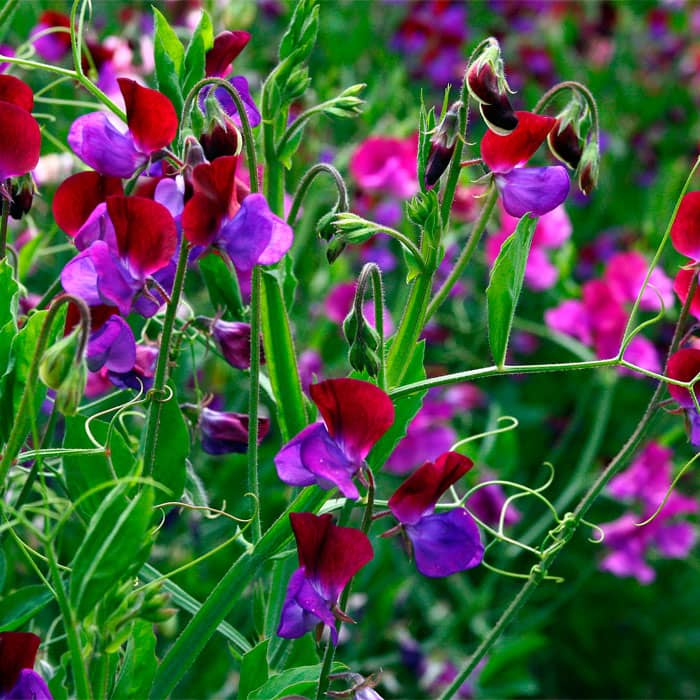 Насіння горошку запашного «Морський прапор»