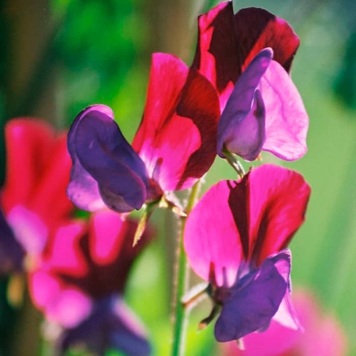 Насіння горошку запашного «Морський прапор»