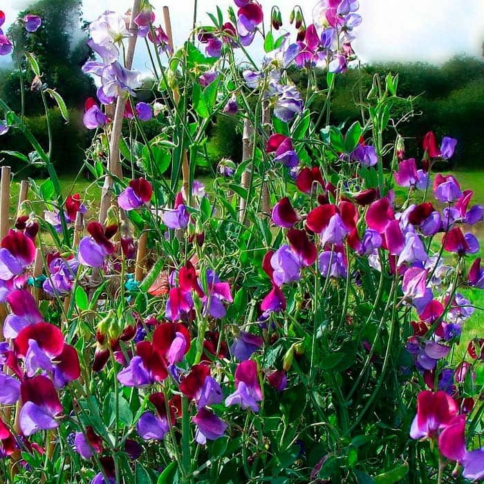 Насіння горошку запашного «Морський прапор»