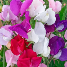 Насіння горошку запашного «Спенсер Капрі»