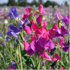 Насіння однорічного запашного горошку «Роял Фемелі» 1 г