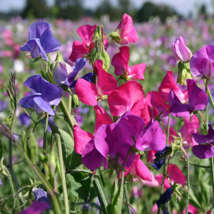 Насіння однорічного запашного горошку «Роял Фемелі» 1 г