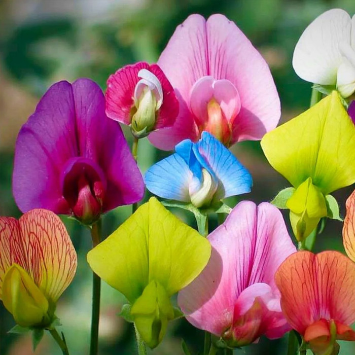 Насіння однорічного запашного горошку «Роял Фемелі» 1 г