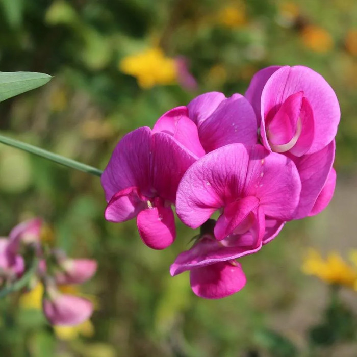 Насіння однорічного запашного горошку «Роял Фемелі» 1 г