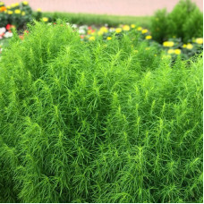 Насіння однорічної кохії «Літній кипарис» 0,5 г