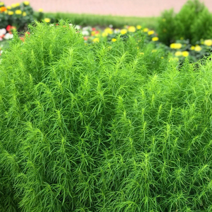 Насіння однорічної кохії «Літній кипарис» 0,5 г