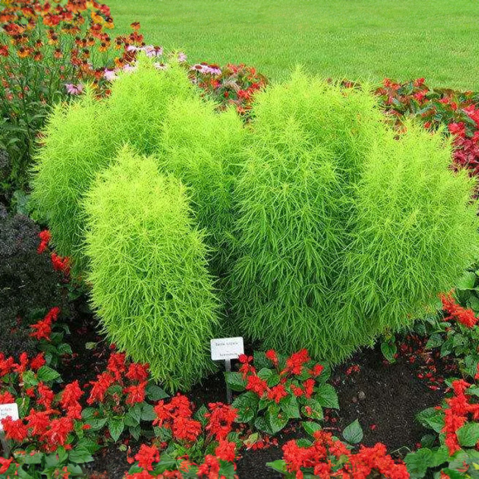 Насіння однорічної кохії «Літній кипарис» 0,5 г