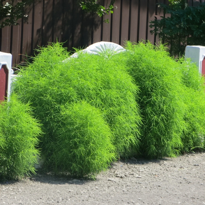 Насіння однорічної кохії «Літній кипарис» 0,5 г