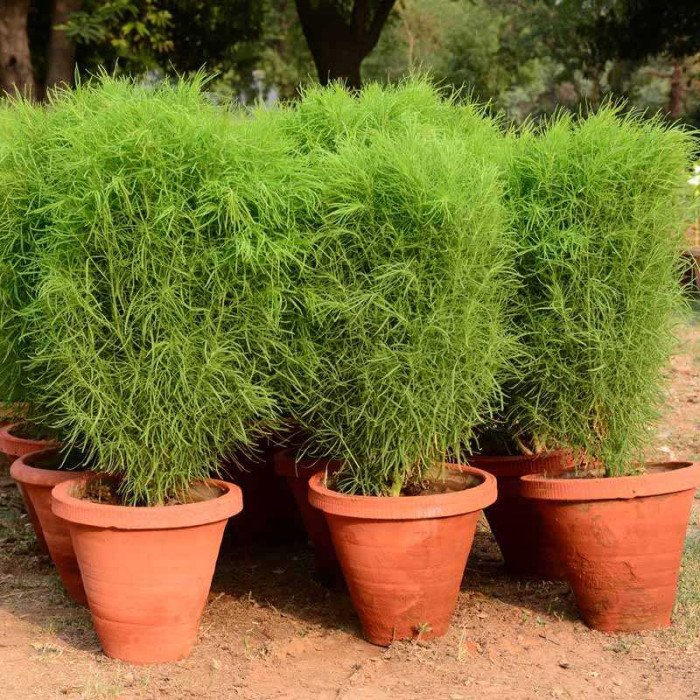 Насіння однорічної кохії «Літній кипарис» 0,5 г