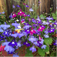 Насіння однорічної лобелії «Нитка перлин» 0,1 г