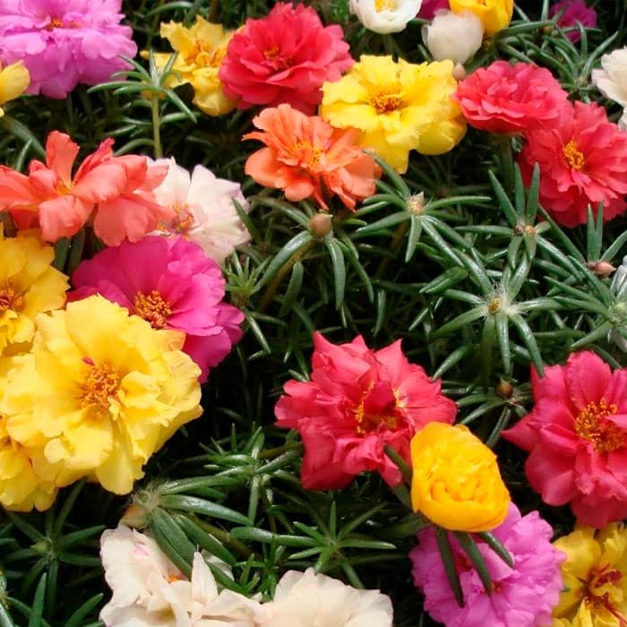 Суміш насіння портулаку «Фламенко»