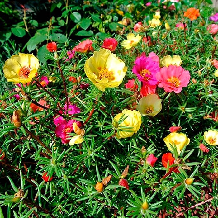 Суміш насіння портулаку «Фламенко»